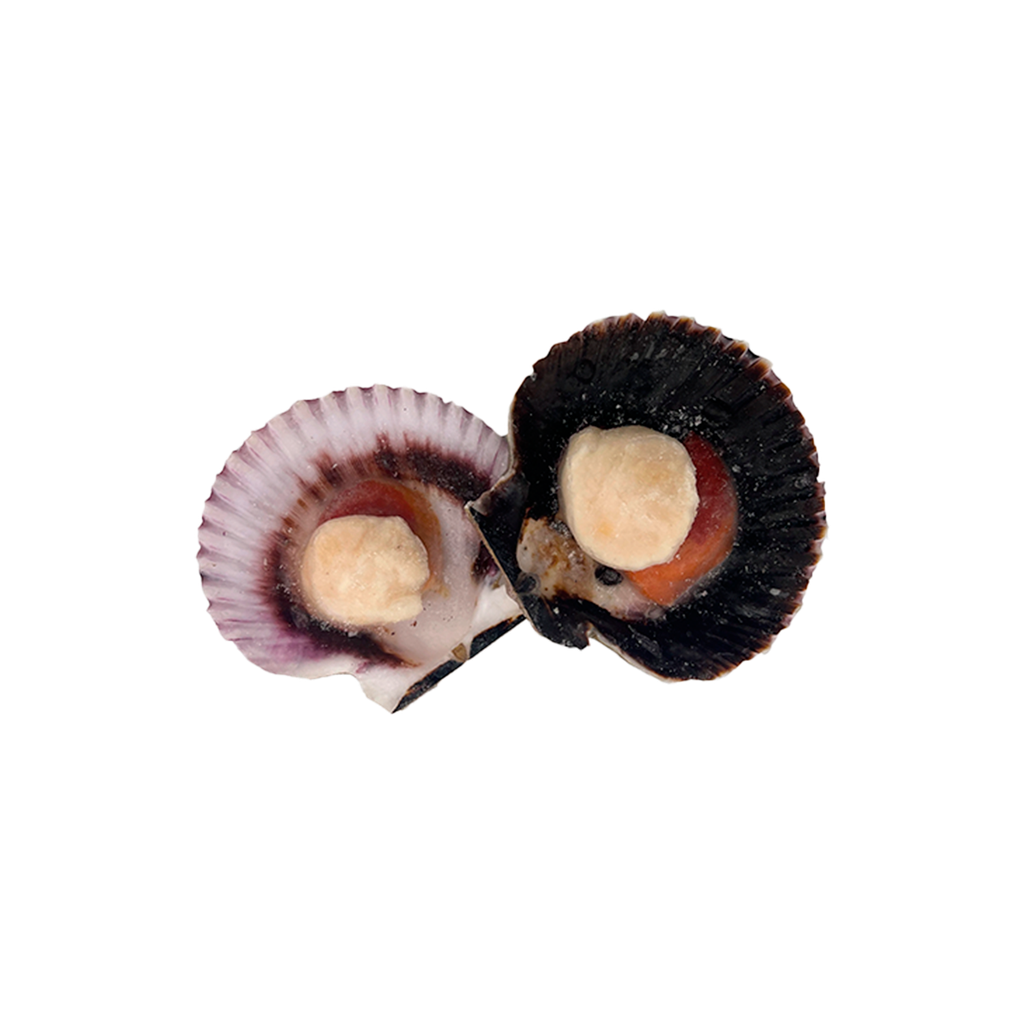 KG 4.5 VIEIRA DEL PACIFICO MEDIA CONCHA (20/30 PZ/KG)