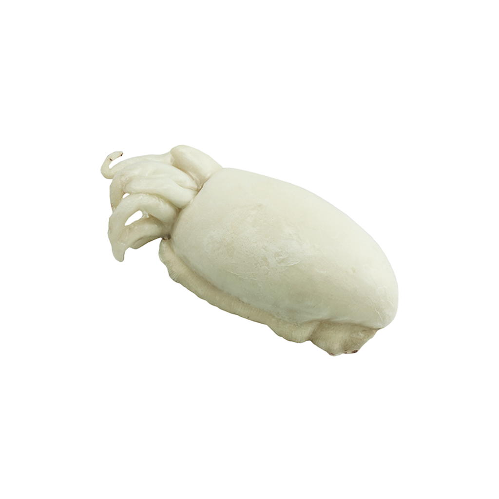 KG 6 SEPIA LIMPIA MEDIANA (FAO34) AFRICA (400/500 GR/PZ) IQF