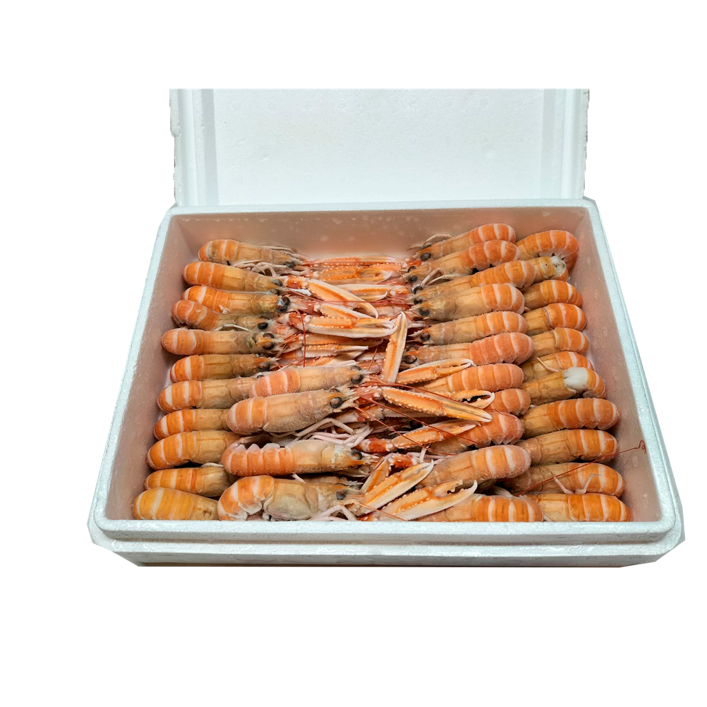 KG 1,5 CIGALA ESCOCIA Nº 3 MARAVILLA