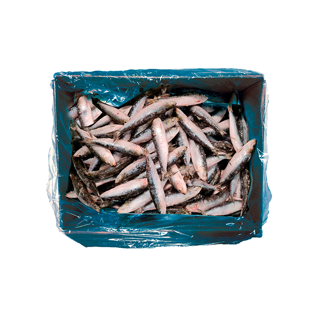 KG 5 SARDINAS ENTERAS (15/20 PZAS/KG)